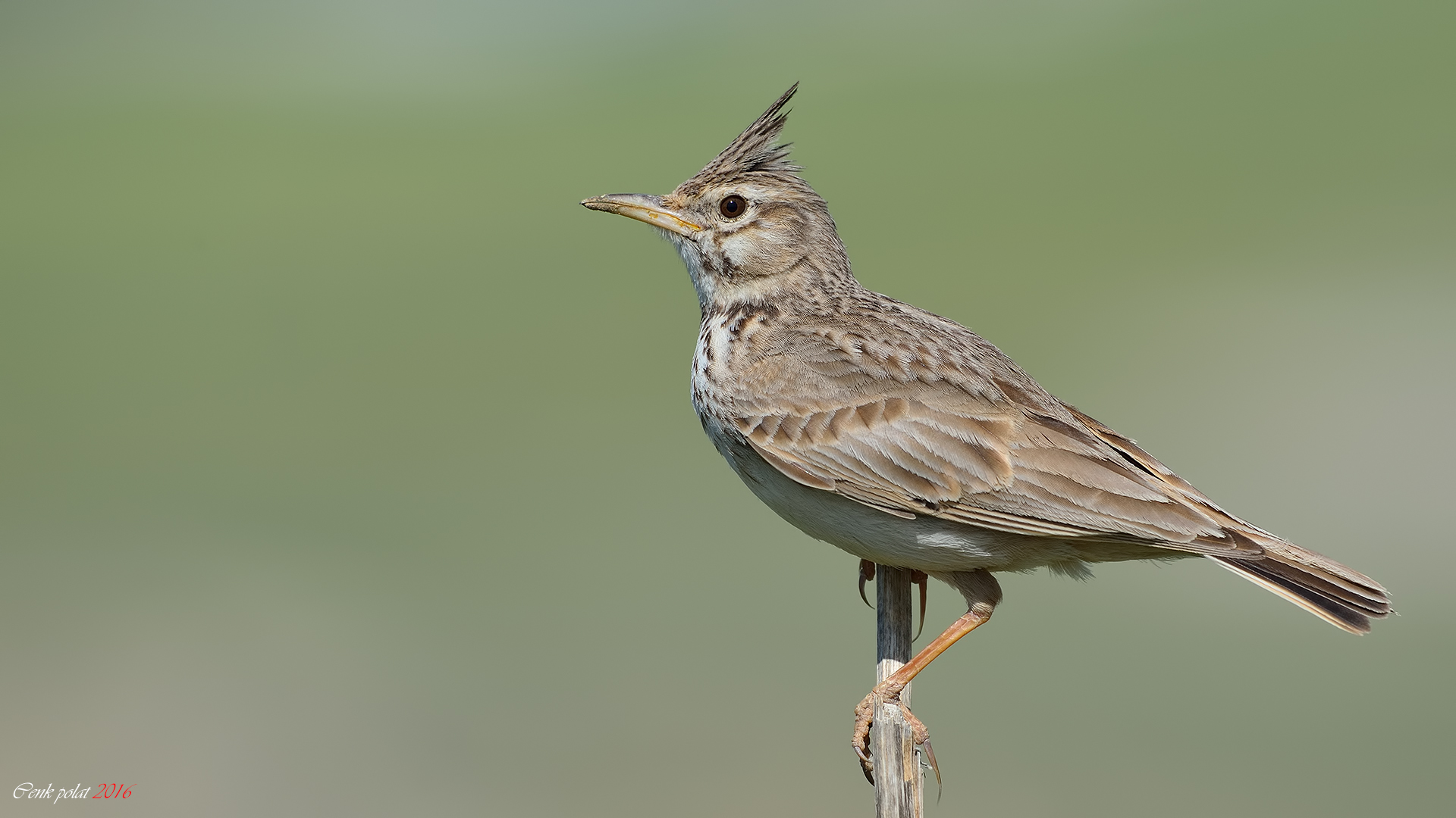 Crested Lark
